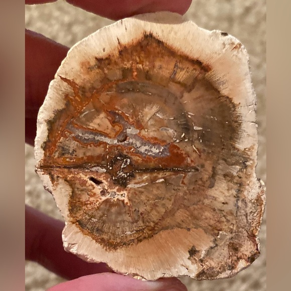 Petrified Wood Slice - Picture 1 of 11